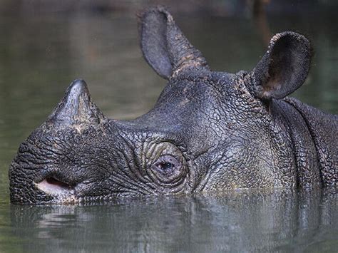 Javan Rhino | Species | WWF