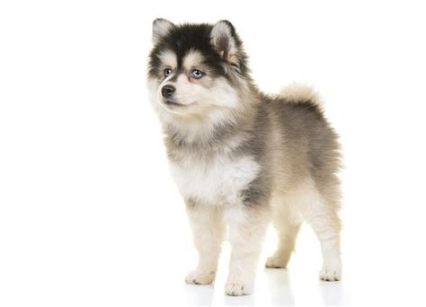 13 Mini Husky Mixes For Miniature Canine Lovers - The Goody Pet