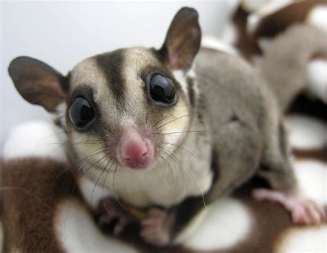 5 Facts About Pet Sugar Gliders | Long Island Bird & Exotic Pet Vet