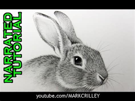 How to Draw a Rabbit: Narrated, Step-by-Step - YouTube