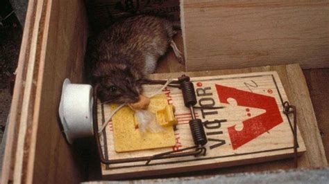 10 Best Rat Traps in 2023 - According to an Exterminator