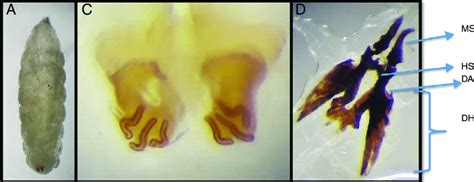 Morphologic characterization of a Cordylobia anthropophaga larva that... | Download Scientific ...