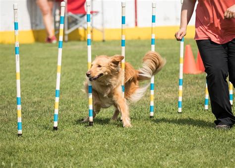 Contacts, Weaves, & Sequencing | Good Boy Dog Training