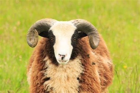 Norfolk Horn Ewe | Sheep, Animals, Horns