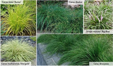 evergreen grasses | Ornamental Grasses | Pinterest