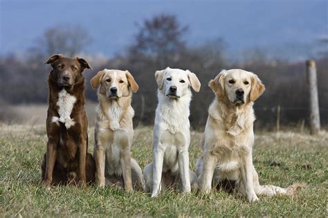 Domestic Dog Canis Familiaris Group Photograph by Konrad Wothe - Fine Art America