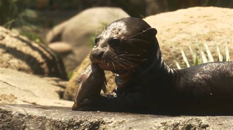 Giant River Otter Habitat Coming Soon to the Santa Ana Zoo! - YouTube