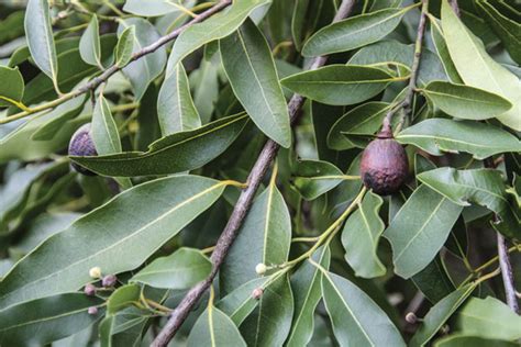 Miraculous benefits of Indian spice; Bay leaf - The Ayurveda