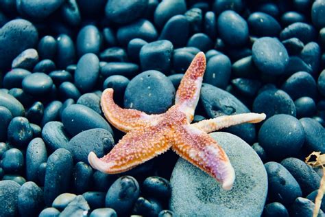 What Do Starfish Eat? A Comprehensive Guide to Their Diet