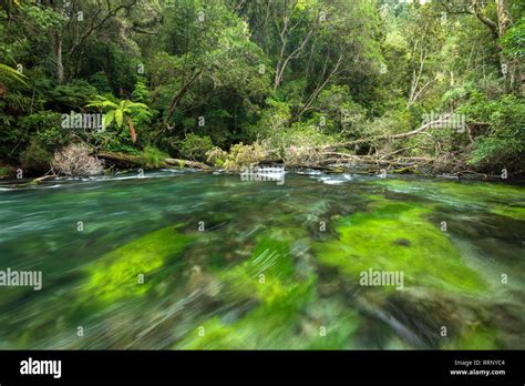 Oceania, New Zealand, Aotearoa, North Island, Kawerau, Tarawera, river, fern, nature, forest ...