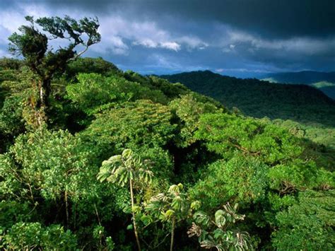 Santa Elena Cloud Forest Reserve | Q COSTA RICA