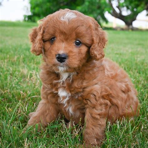 List Of F1 Cavapoo Puppies For Sale California References - Uploadal