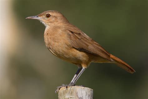 Rufous Hornero (Furnarius rufus) | The Rufous Hornero or Red… | Flickr