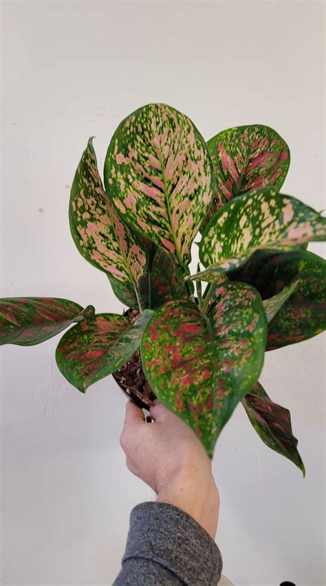 Aglaonema Red Valentine - The Curious Plantaholic