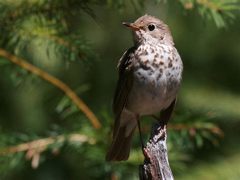 Bird In Everything: Birds Of Florida Identification