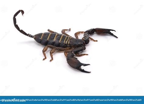 African Venom Scorpion Isolated on White Background Stock Image - Image ...