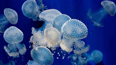 Download Animal Jellyfish HD Wallpaper