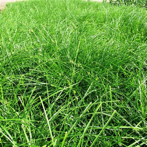 Carex tumulicola (divulsa) - Boething Treeland Farms