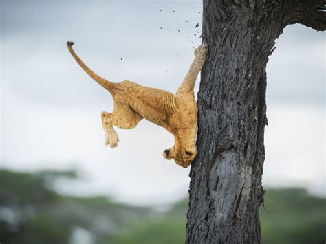 Comedy Wildlife Photography Awards 2022 winning images | CNN