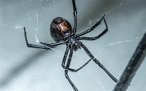 Blog - How To Get Rid Of Black Widow Spiders In The Bay Area