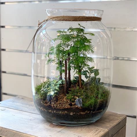 Plants In Glass Containers - Plants BY