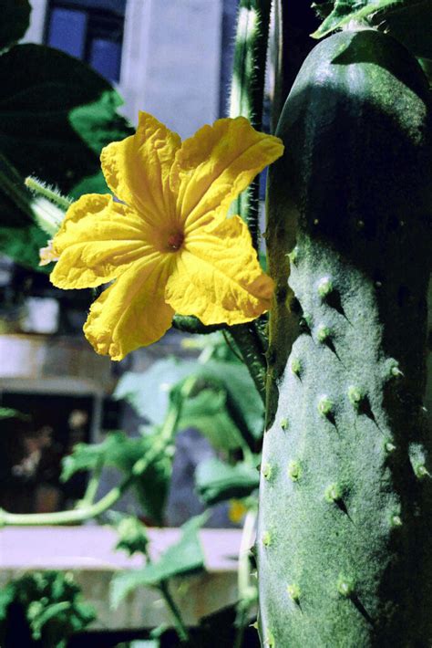 How to grow organic cucumbers | Growing cucumbers in your kitchen garden - Naturebring