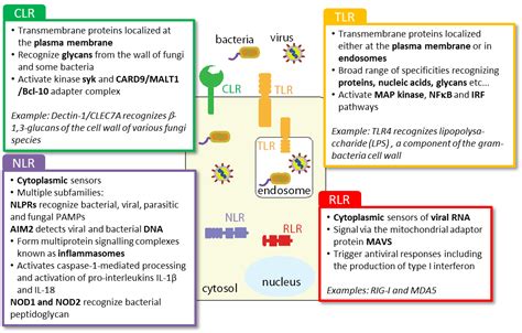 Pattern recognition receptor (PRRs) ligands | British Society for Immunology