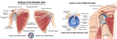 Shoulder Injuries Disorders