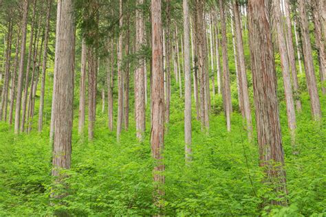 Characteristics of Japanese Cypress Hinoki Wood —— Nagomi Japan ...