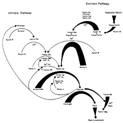 Coagulation Cascade Animation