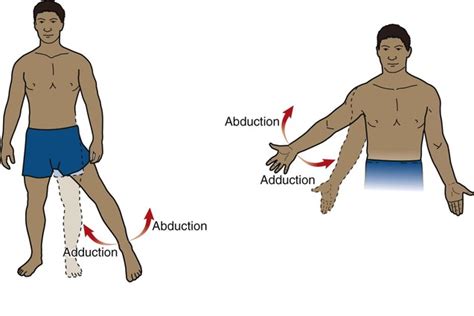 Basic Principles of Kinesiology | Musculoskeletal Key