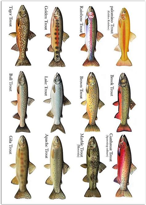 12 Trout Species - Chart Print | antartoutdoors | Fish chart, Fly fishing, Fish artwork