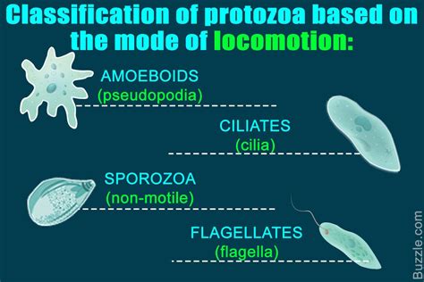 Protozoa classification | Classification, How to memorize things ...