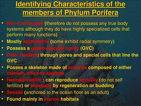 PPT - Phylum Porifera PowerPoint Presentation, free download - ID:5451075