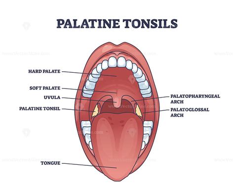 Palatine tonsils location in throat with mouth structure outline diagram