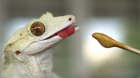 23 Things Geckos Like to Eat Most (Diet, Care & Feeding Tips)