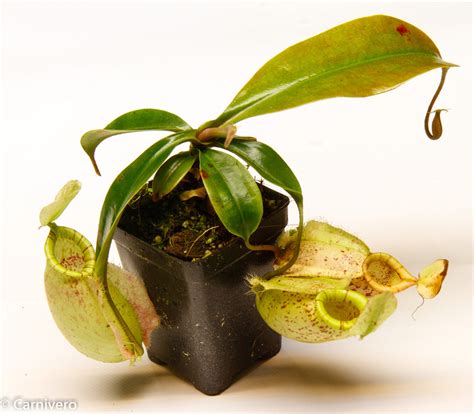 Nepenthes hookeriana BE-3737 – Carnivero