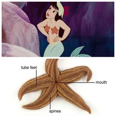 an image of a starfish with the caption's name below it and description