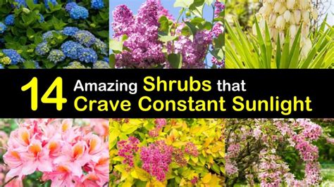 14 Amazing Shrubs that Crave Constant Sunlight