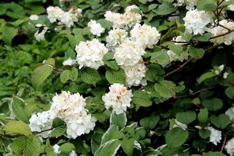 VIBURNUM plicatum Grandiflorum white Trees, Shrubs, Perennials Trees & shrubs