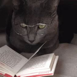 Cat Reading GIF - Cat Reading Kitten - Discover & Share GIFs