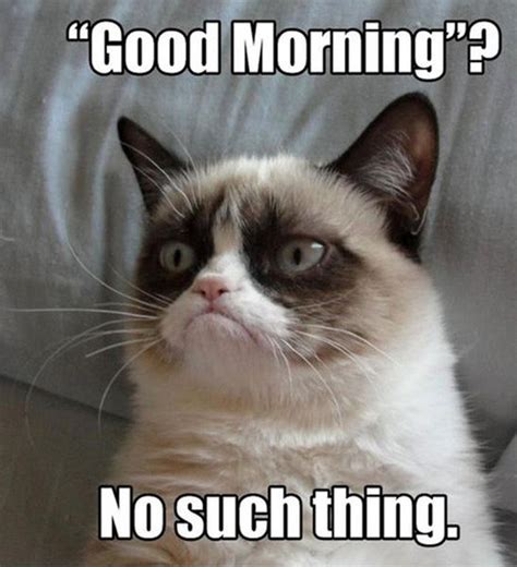 21 Grumpy Cat memes to instantly make you grumpy however happy you are ...