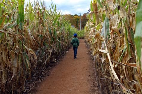 Corn Maze - I Love Halloween