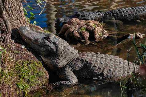 American Alligator Habitats | Swamp Fever Airboat Adventures