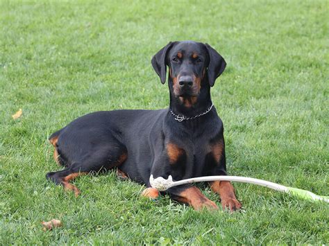 Is the Doberman Dangerous? | UKPets