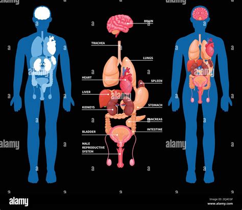 Human anatomy layout of internal organs in male body isolated on black ...