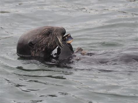 Southern Sea Otter, Enhydra Lutris nereis | Monterey Bay, CA… | Flickr