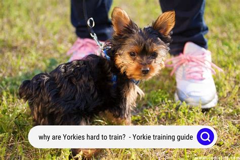 Why Are Yorkies Hard To Train? (Yorkie Training Guide) - OodleLife®