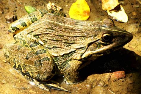 Indian bullfrog stock image. Image of bull, frog, breeding - 72909459