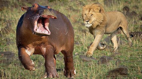 Big battle Hippo vs Lion scary Hippo attack Lion! - YouTube